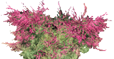yulghun (tamarisk)